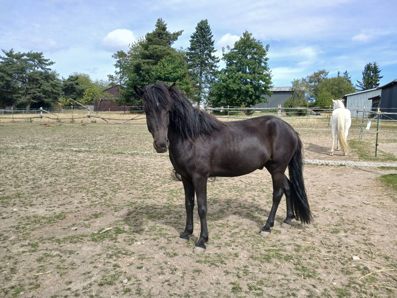 Schwarzes Pferd auf einer sonnigen Koppel, im Hintergrund ein weißes Pferd.