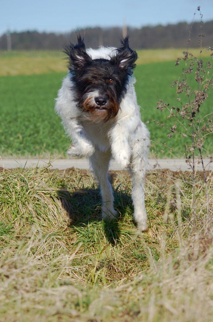 Ein schwarz-weißer, rauhaariger Hund läuft auf einem Weg durch eine grüne Wiese.